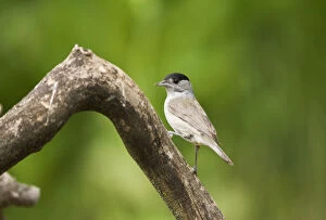 Images Dated 26th May 2008: male Eurasian Blackcap perched on a branch, Sylvia atricapilla