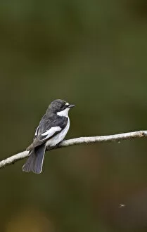 Images Dated 3rd May 2004: Male European Pied Flycatcher perched on a twig, Ficedula hypoleuca