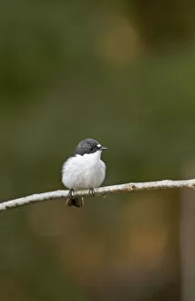 Images Dated 3rd May 2004: Male European Pied Flycatcher perched on a twig, Ficedula hypoleuca