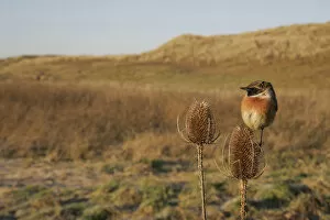 Images Dated 26th December 2008: Male European Stonechat perched, Saxicola rubicola
