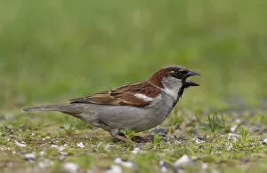 Images Dated 11th July 2004: Male House Sparrow, Passer domesticus, Norway
