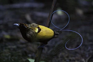 Images Dated 8th July 2009: Male Magnificent Bird-of-paradise (Diphyllodes magnificus), Diphyllodes magnificus