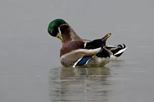 Images Dated 25th March 2005: Male Mallard swimming, Anas platyrhynchos, Italy