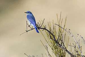 Images Dated 29th January 2011: Male Mountain Bluebird, Sialia currucoides