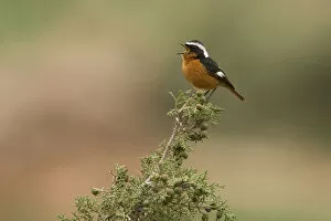 Images Dated 15th March 2008: Male Moussier's Redstart, Phoenicurus moussieri, Morocco