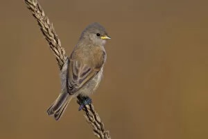 Images Dated 11th September 2011: Male Penduline Tit, Italy