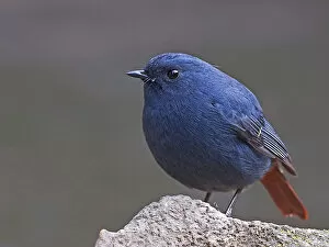 Images Dated 29th December 2009: Male Plumbeous Water-redstart on rock