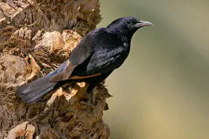 Images Dated 30th March 2007: Male Tristram's Starling, Onychognathus tristramii, Israel
