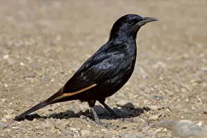 Images Dated 30th March 2007: Male Tristram's Starling, Onychognathus tristramii, Israel