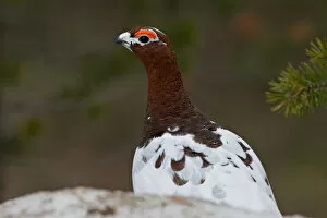 Images Dated 17th May 2005: Male Willow Ptarmigan in summer plumage, Lagopus lagopus, Finland