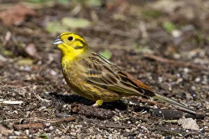 Images Dated 7th April 2013: Male Yellowhammer, Emberiza citrinella, Netherlands