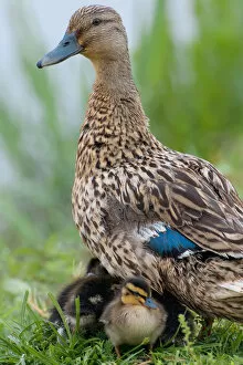 Images Dated 26th April 2006: Mallard with chicks, Anas platyrhynchos, Italy