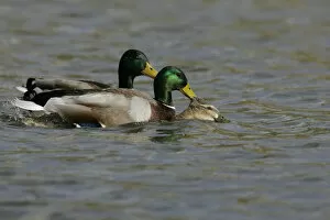 Images Dated 28th March 2009: Mallards mating, Anas platyrhynchos