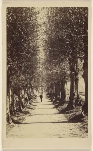 man walking down tree-lined path Torquay Ward & Company man walking down tree-lined path Torquay Ward & Company