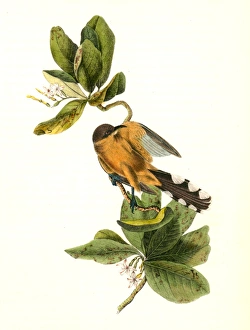 Mangrove Cuckoo. Male. (Seven years apple.), Audubon, John James, 1785-1851 Mangrove Cuckoo. Male. (Seven years apple.), Audubon, John James, 1785-1851