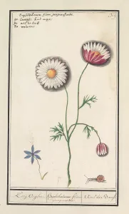 Margriet Leucanthemum Koeij Ooghe Baphthalmum flore purpurascente Margriet Leucanthemum Koeij Ooghe Baphthalmum flore purpurascente