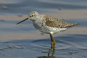 Images Dated 25th March 2007: Marsh Sandpiper adult standing in water, Tringa stagnatilis