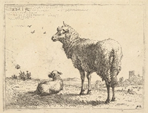 mature sheep three-quarters view standing looking left mature sheep three-quarters view standing looking left