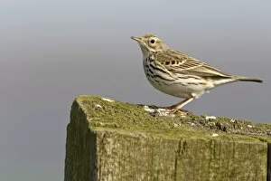 Images Dated 13th April 2009: Meadow pipit perched at pole Netherlands