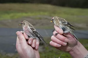 Images Dated 24th November 2008: Mealy Redpoll and Lesser Redpoll caught in mistnet, Acanthis cabaret, Netherlands