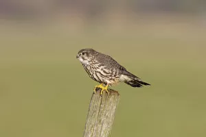 Images Dated 15th December 2013: Merlin (Falco columbarius), Falco columbarius, Netherlands