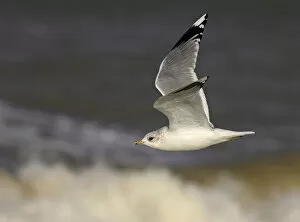 Images Dated 18th November 2004: Mew Gull in flight, Larus canus
