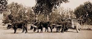 Mexican carreta, Chihuahua, Jackson, William Henry, 1843-1942, Ox teams, Mexico Mexican carreta, Chihuahua, Jackson, William Henry, 1843-1942, Ox teams, Mexico