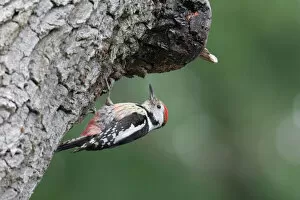 Images Dated 5th June 2006: Middle Spotted Woodpecker perched at tree, Dendrocoptes medius