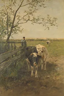 milk curve Pasture landscape cows driven farmer milk curve Pasture landscape cows driven farmer