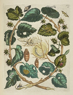 Moerbessen De Europische insecten Merian Maria Sibylla Moerbessen De Europische insecten Merian Maria Sibylla