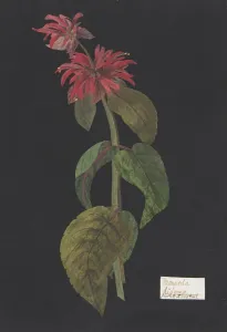 Monarda didyma/Scarlet Lion Tail ca 1791 Paper mosaic Monarda didyma/Scarlet Lion Tail ca 1791 Paper mosaic