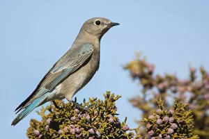 Images Dated 28th December 2005: Mountain Bluebird, Sialia currucoides, United States