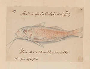 Mul Mullus surmuletus Mullus barbel words Den Koninck van den harinck Mul Mullus surmuletus Mullus barbel words Den Koninck van den harinck