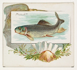 Mullet Fish American Waters series N39 Allen & Ginter Cigarettes Mullet Fish American Waters series N39 Allen & Ginter Cigarettes