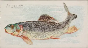 Mullet Fish American Waters series N8 Allen & Ginter Cigarettes Brands Mullet Fish American Waters series N8 Allen & Ginter Cigarettes Brands
