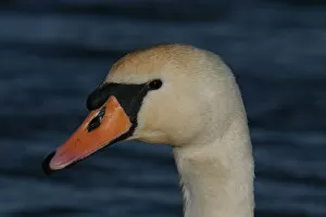 Images Dated 15th January 2005: Mute Swan adult close-up of head, Cygnus olor
