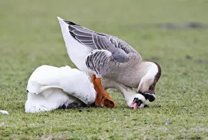Images Dated 16th January 2010: Mute Swan being killed by feral goose, Cygnus olor