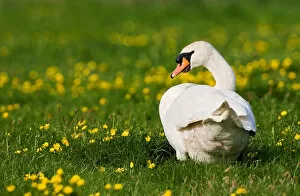 Images Dated 28th April 2007: Mute Swan in meadow, Cygnus olor