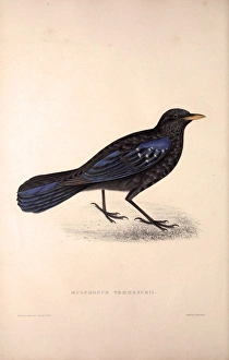 Myophonus Temmenckii. Birds from the Himalaya Mountains, engraving 1831 by Elizabeth Myophonus Temmenckii. Birds from the Himalaya Mountains, engraving 1831 by Elizabeth