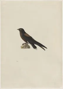 Needle-Tailed Swift Hirundapus caudaculus 1800s Needle-Tailed Swift Hirundapus caudaculus 1800s
