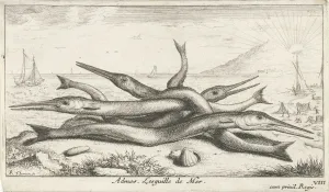 Needlefish, Belonidae on the beach, Albert Flamen, Jacques van Merlen, Lodewijk XIV Needlefish, Belonidae on the beach, Albert Flamen, Jacques van Merlen, Lodewijk XIV