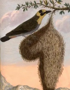 nelicourvi Madagascar weaver bird got name conspicuous nest building nelicourvi Madagascar weaver bird got name conspicuous nest building