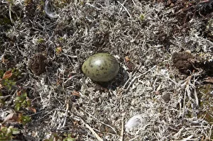 Images Dated 14th June 2006: Nest with egg of Long-tailed Jaeger, Stercorarius longicaudus