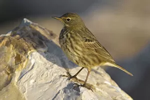 Images Dated 2nd January 2010: Non breeding Water Pipit, Anthus spinoletta, Italy