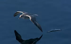 Images Dated 25th June 2014: Northern Fulmar flying above arctic water, Fulmarus glacialis, Norway