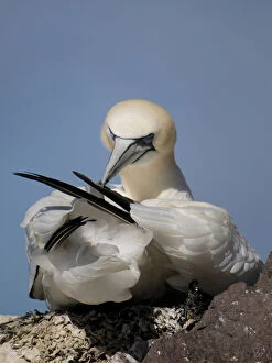 Images Dated 18th June 2008: Northern Gannet on it's nest, Morus bassanus
