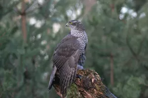 Images Dated 25th January 2005: Northern Goshawk perched on prey, Accipiter gentilis