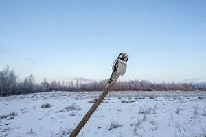 Images Dated 15th December 2005: Northern Hawk Owl
