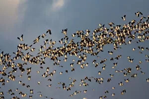 Images Dated 17th December 2006: Northern Lapwing flock flying, Vanellus vanellus