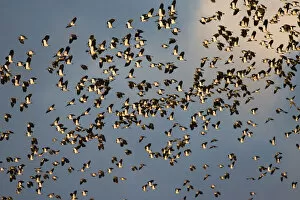 Images Dated 17th December 2006: Northern Lapwing flock flying, Vanellus vanellus